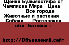 Щенки Бульмастифа от Чемпиона Мира › Цена ­ 1 000 - Все города Животные и растения » Собаки   . Ростовская обл.,Батайск г.